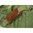 BOYT HARNESS SIGNATURE SERIES CANVAS SPORTING CLAYS BAG O.D. GREEN